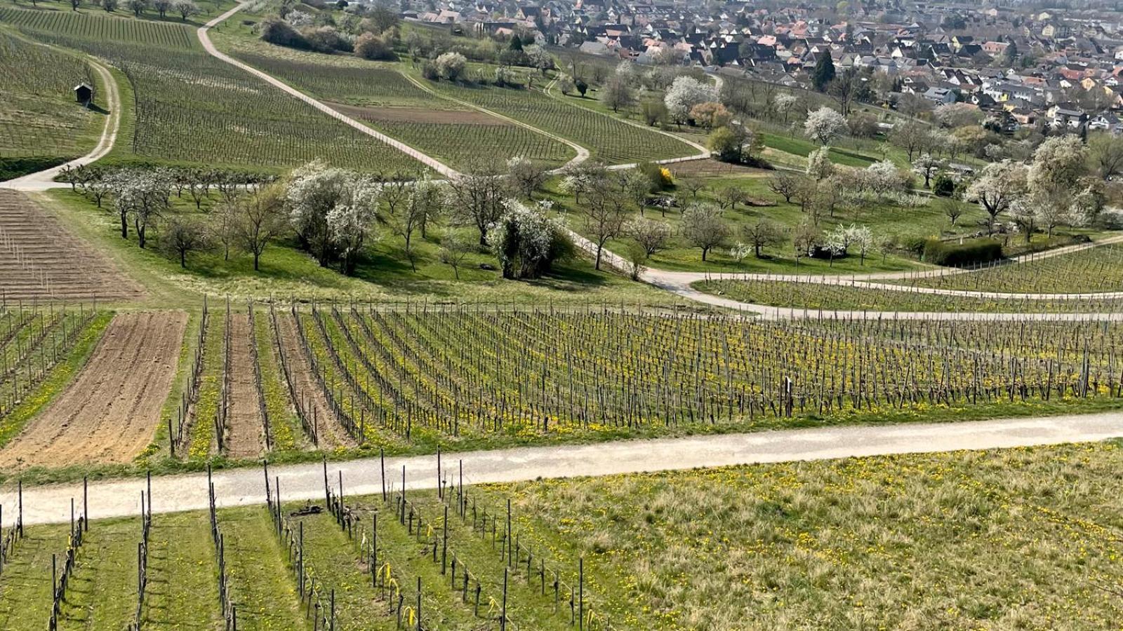 Landgasthof Rebstock Weil Am Rhein / Basel Exteriér fotografie